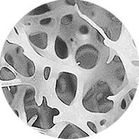 Mikroskopowy obraz normalnej kości